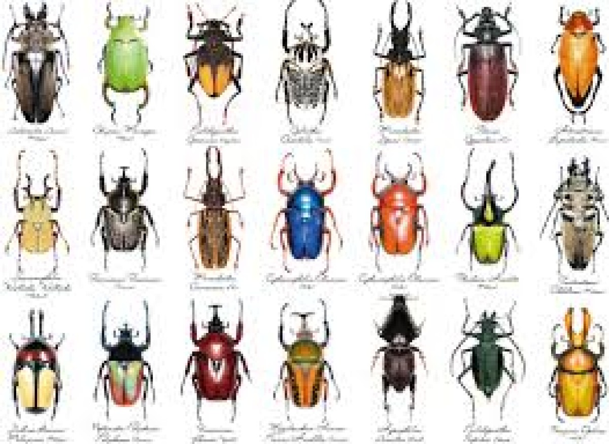 새사도신경 90 화 ★  딱정 벌레