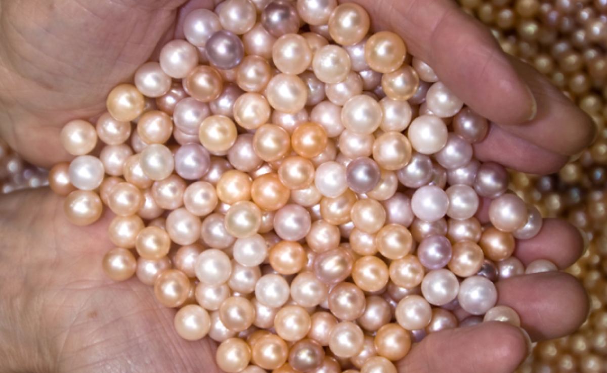 바라바 119화 ★ 돼지에게 진주 주면 화낸다