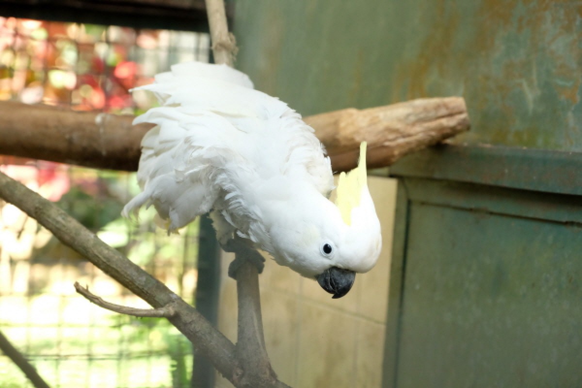 바라바 172화 ★ 하얀 앵무새