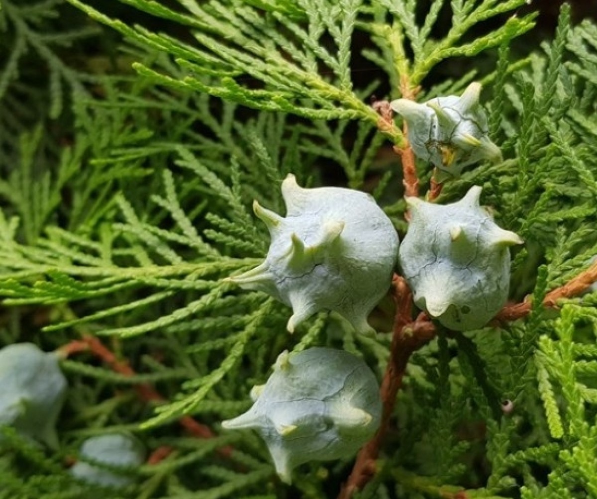 바라바 185화★ 빨간 눈 귀신의 정체