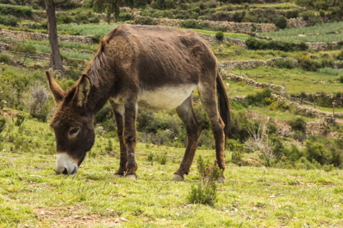 바라바 222화 ★ 나귀와 호산나