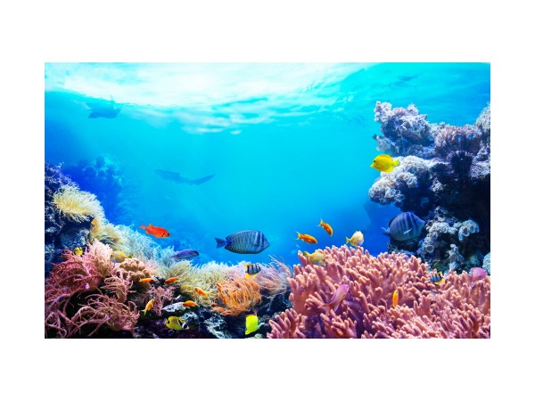 바라바 96화 ★ 황제의 수족관과 미소녀