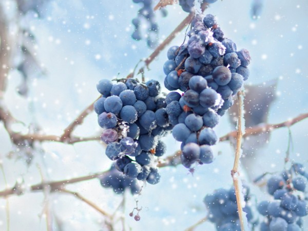 바라바 149화 ★ 나는 포도나무, 아버지는 농부