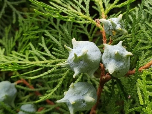 바라바 185화★ 빨간 눈 귀신의 정체