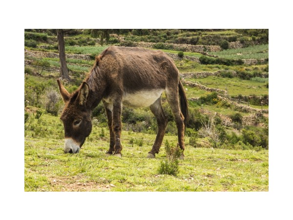 바라바 222화 ★ 나귀와 호산나